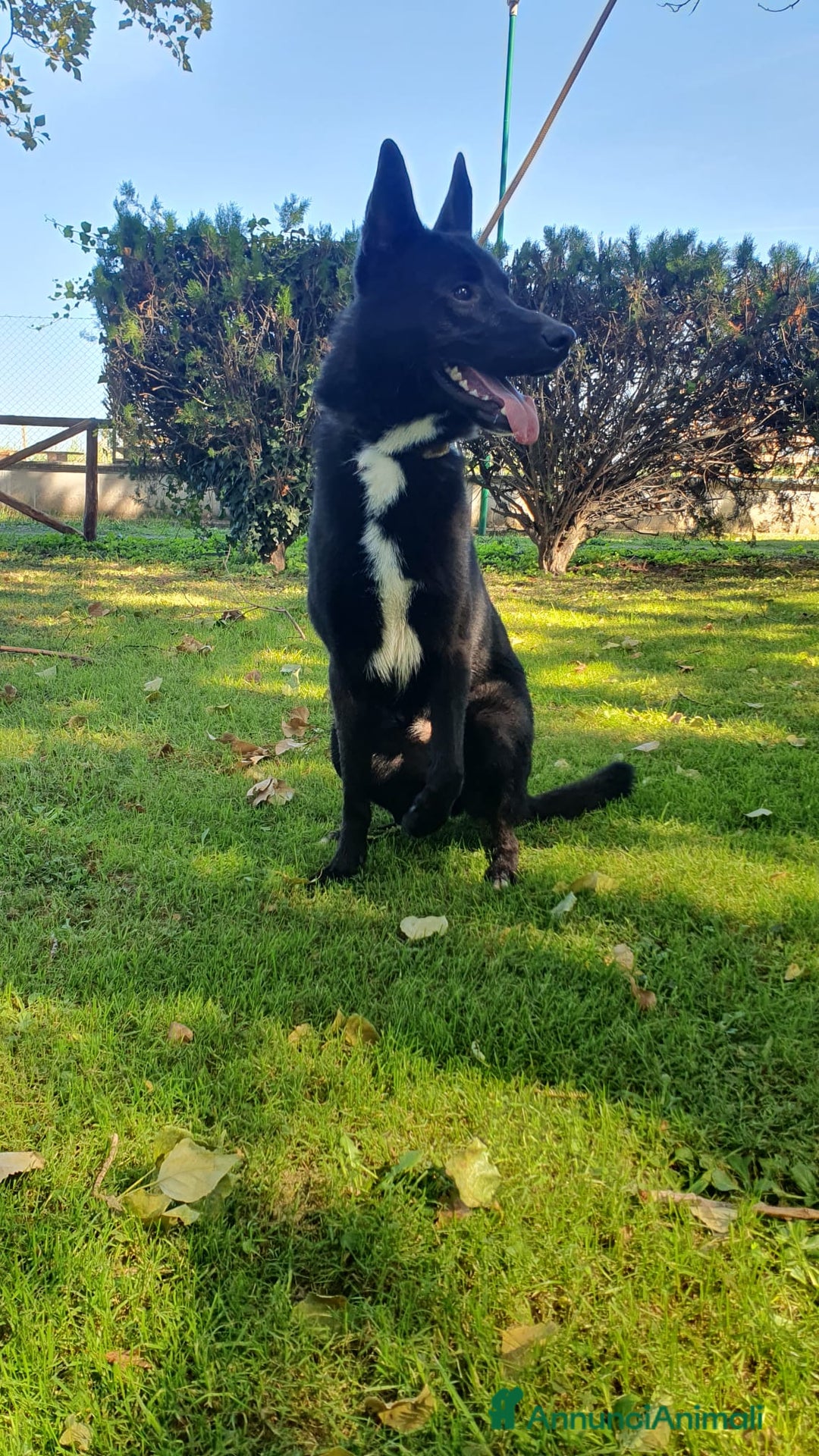 Altre razze cani in regalo: Filippo, cucciolone di un anno cerca casa - Annuncio 5