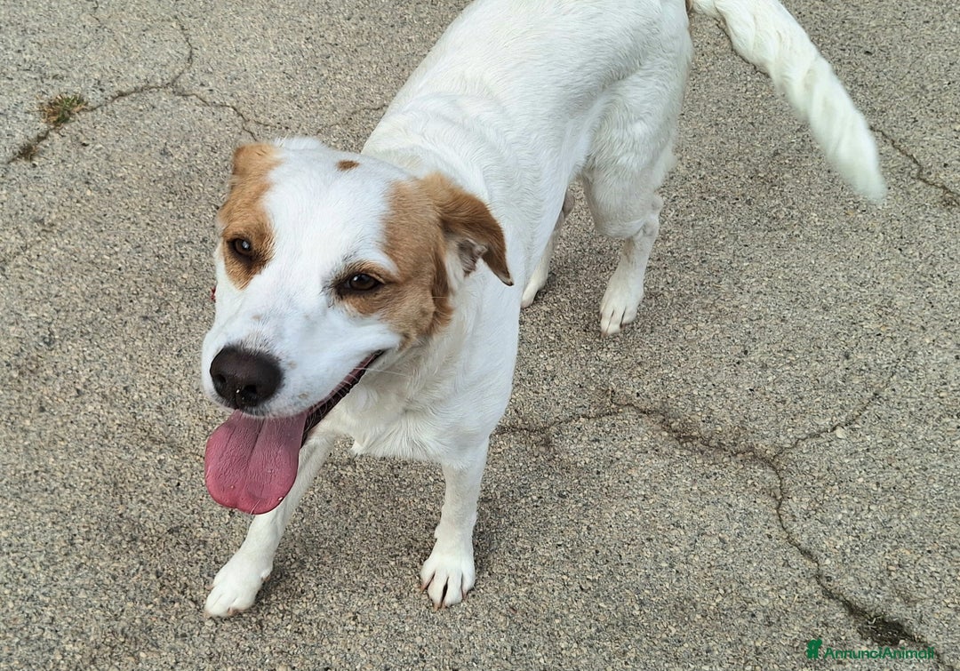 Meticcio cani in regalo: Thelma 3 anni Taglia media contenuta  - Annuncio 2