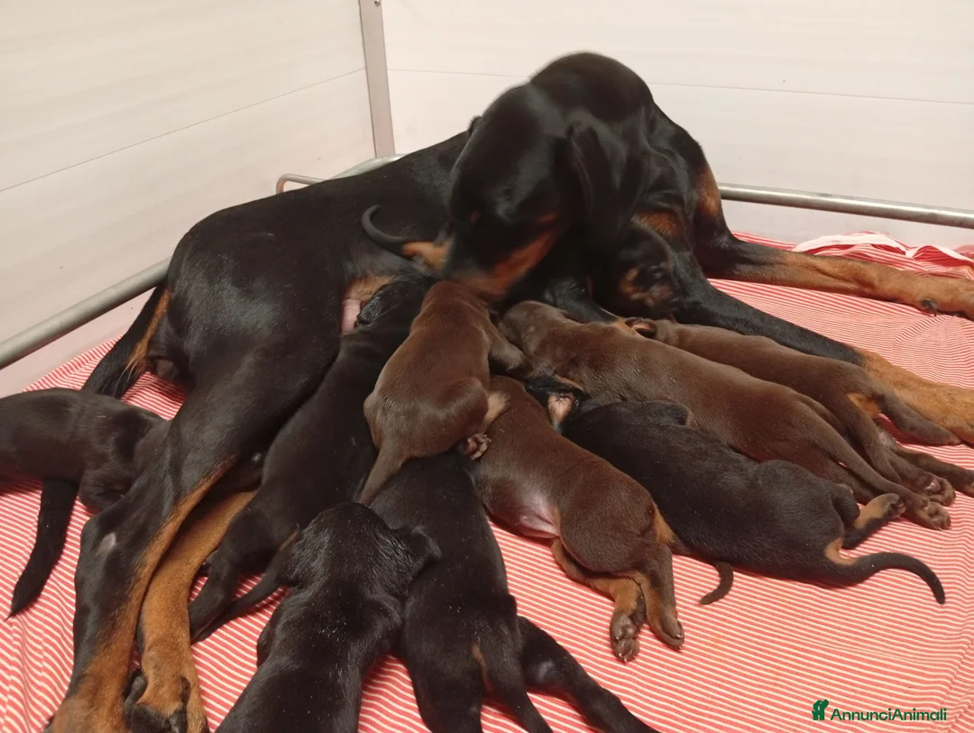 Dobermann cani in vendita: Cucciolo di dobermann  - Annuncio 2
