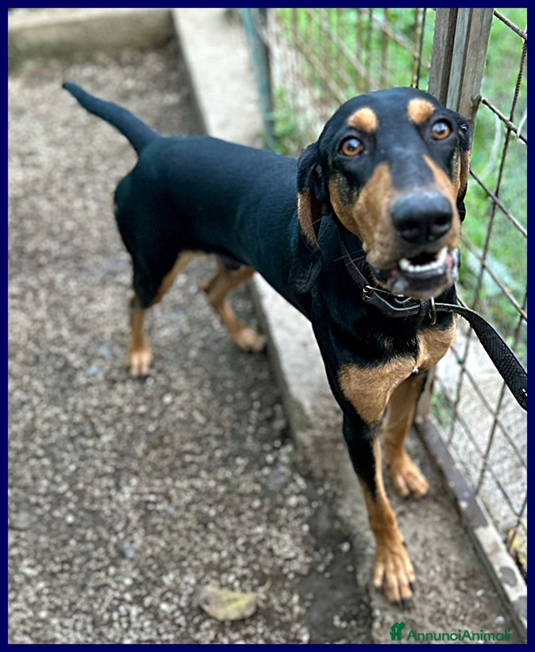 Segugio cani in regalo: ARCI SEGUGETTO 2 ANNI PIANGE NEL BOX - Annuncio 3