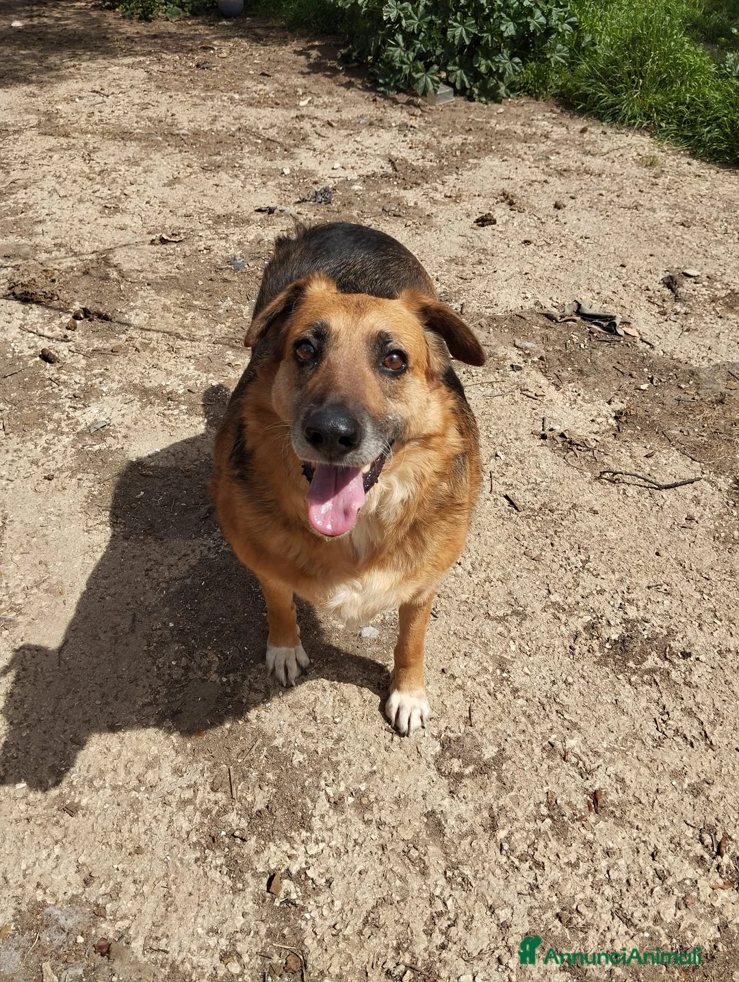 Meticcio cani in regalo: LUNA  a Provincia di Avellino - Annuncio 4