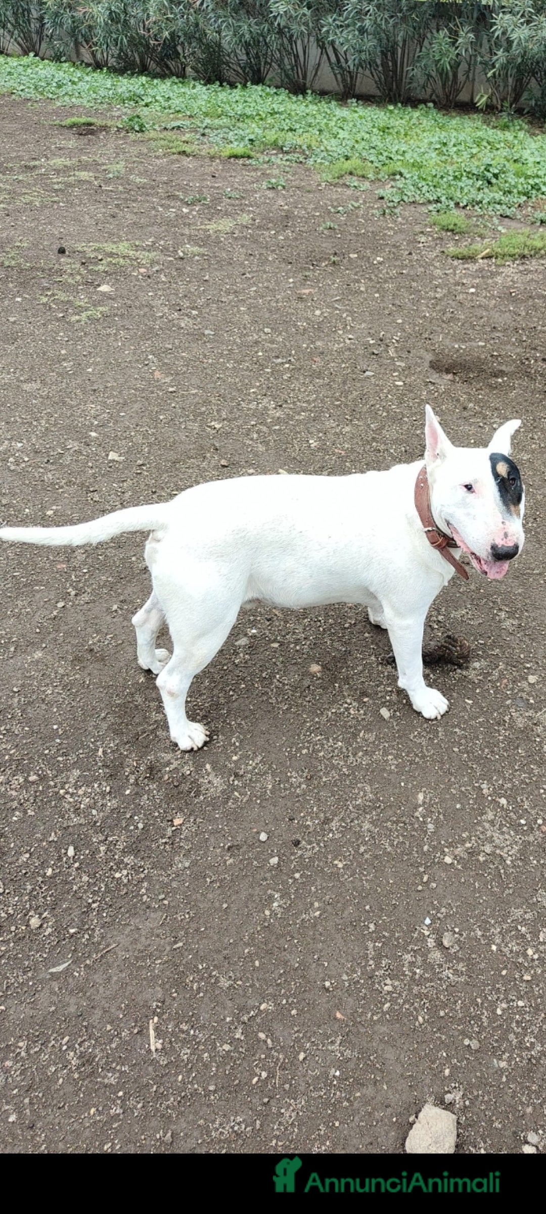 Bull Terrier cani in regalo: Tenuto in giardino, oggi non più disponibile  - Immagine 2