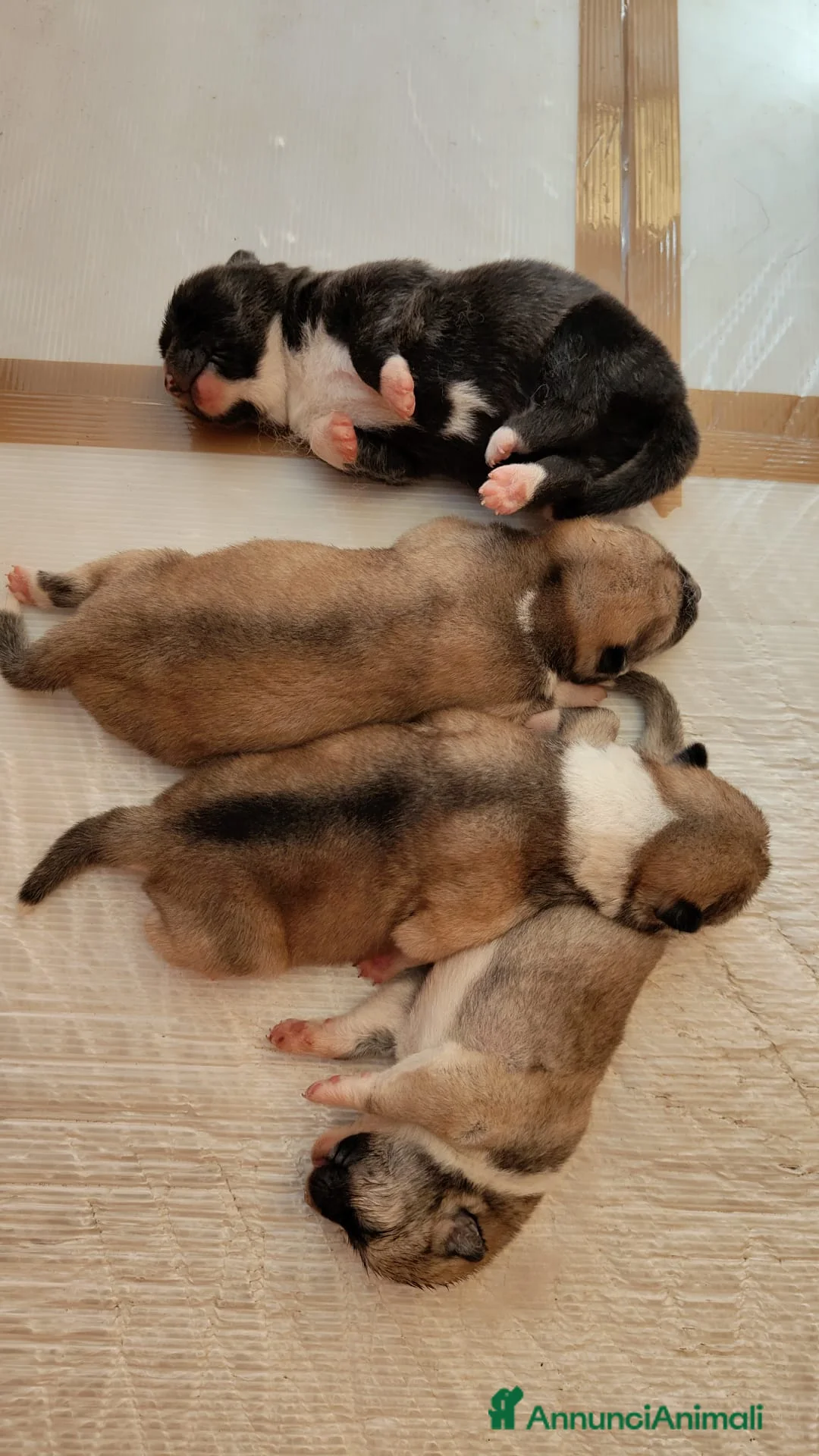 Akita Inu cani in vendita: Cuccioli Akita - Annuncio 2