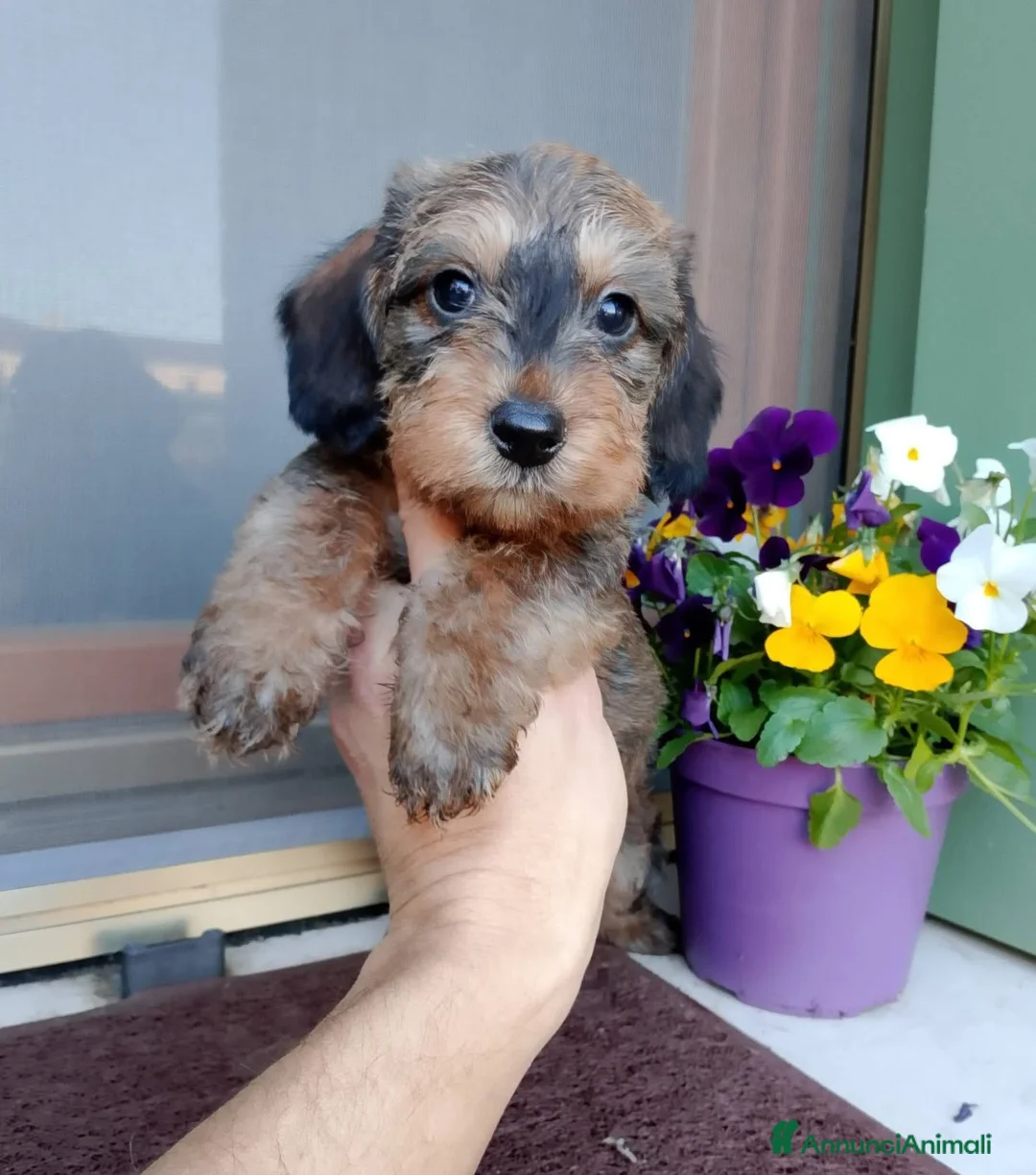 Bassotto cani in vendita: Bassotto pelo duro nano foglia secca - Annuncio 1