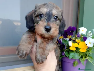 Bassotto cani Bassotto pelo duro nano foglia secca - Annuncio 25