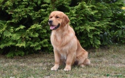 Golden Retriever cani in vendita: In arrivo stupendi cuccioli di Golden Retriever  a Provincia di Alessandria - Immagine 3