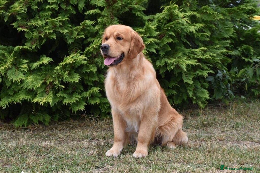 Golden Retriever cani in vendita: In arrivo stupendi cuccioli di Golden Retriever  a Provincia di Alessandria - Immagine 3