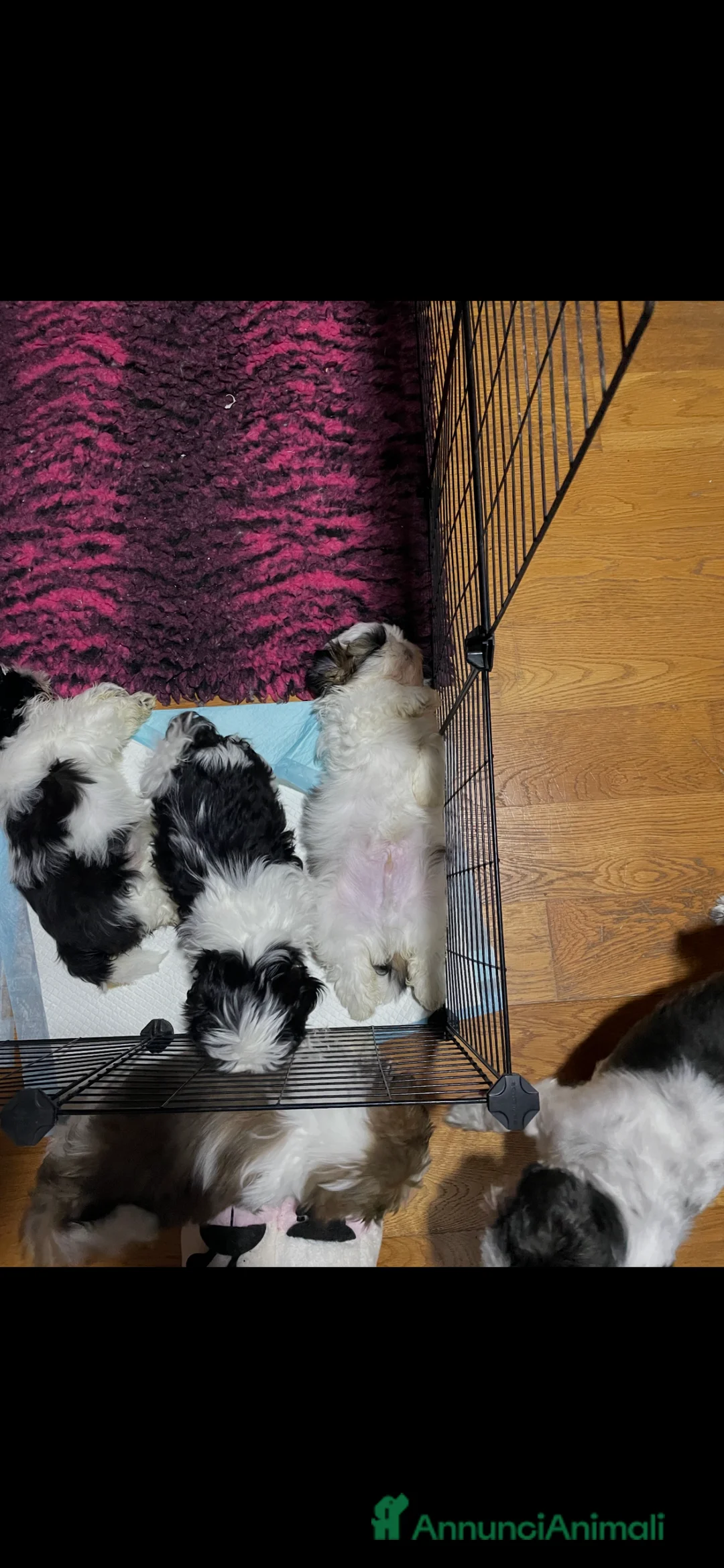 Shih Tzu cani in vendita: Cuccioli di shihtzu  - Annuncio 8