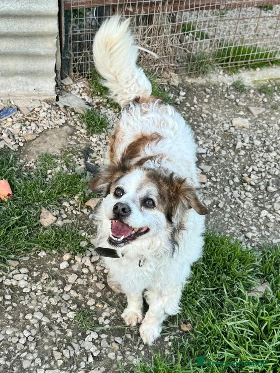 Meticcio cani in regalo: Birillo 4 anni Taglia piccola  a Provincia di Teramo - Annuncio 2