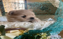 Spitz cani in vendita: Spitz tedesco nano /pomerania a Città metropolitana di Roma Capitale - Immagine 5