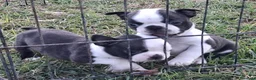 Boston Terrier cani in vendita: Cuccioli di Boston terrier pedigree enci  - Annuncio 2
