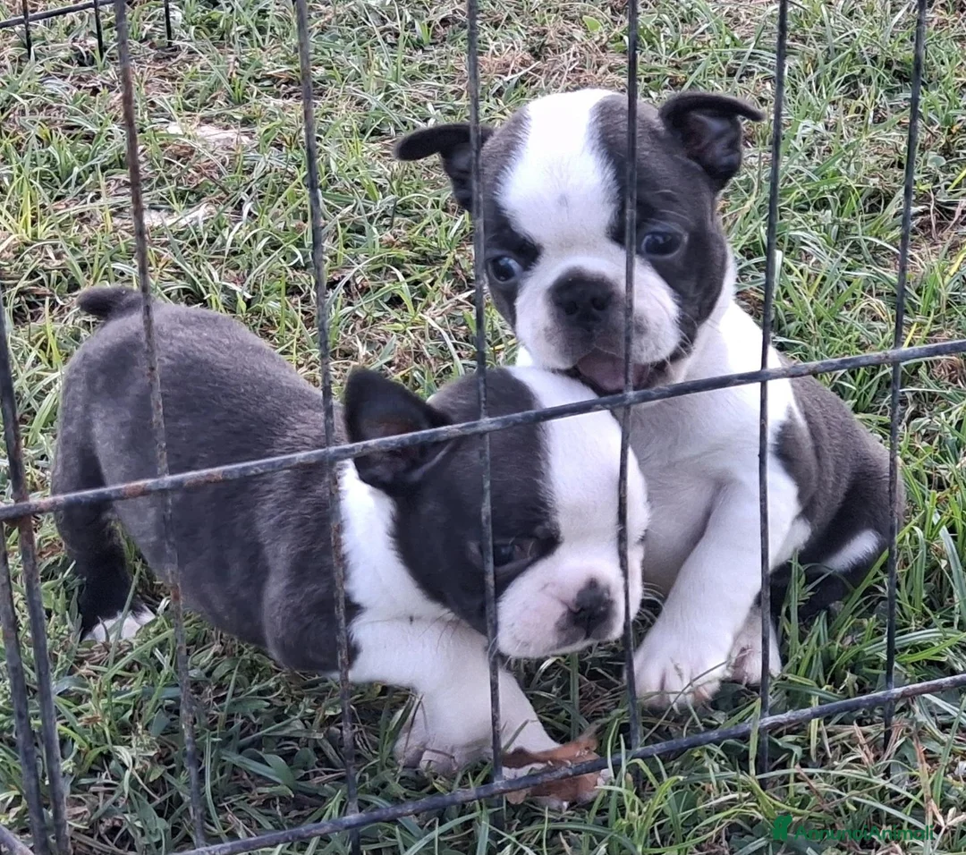 Boston Terrier cani in vendita: Cuccioli di Boston terrier pedigree enci  - Annuncio 2