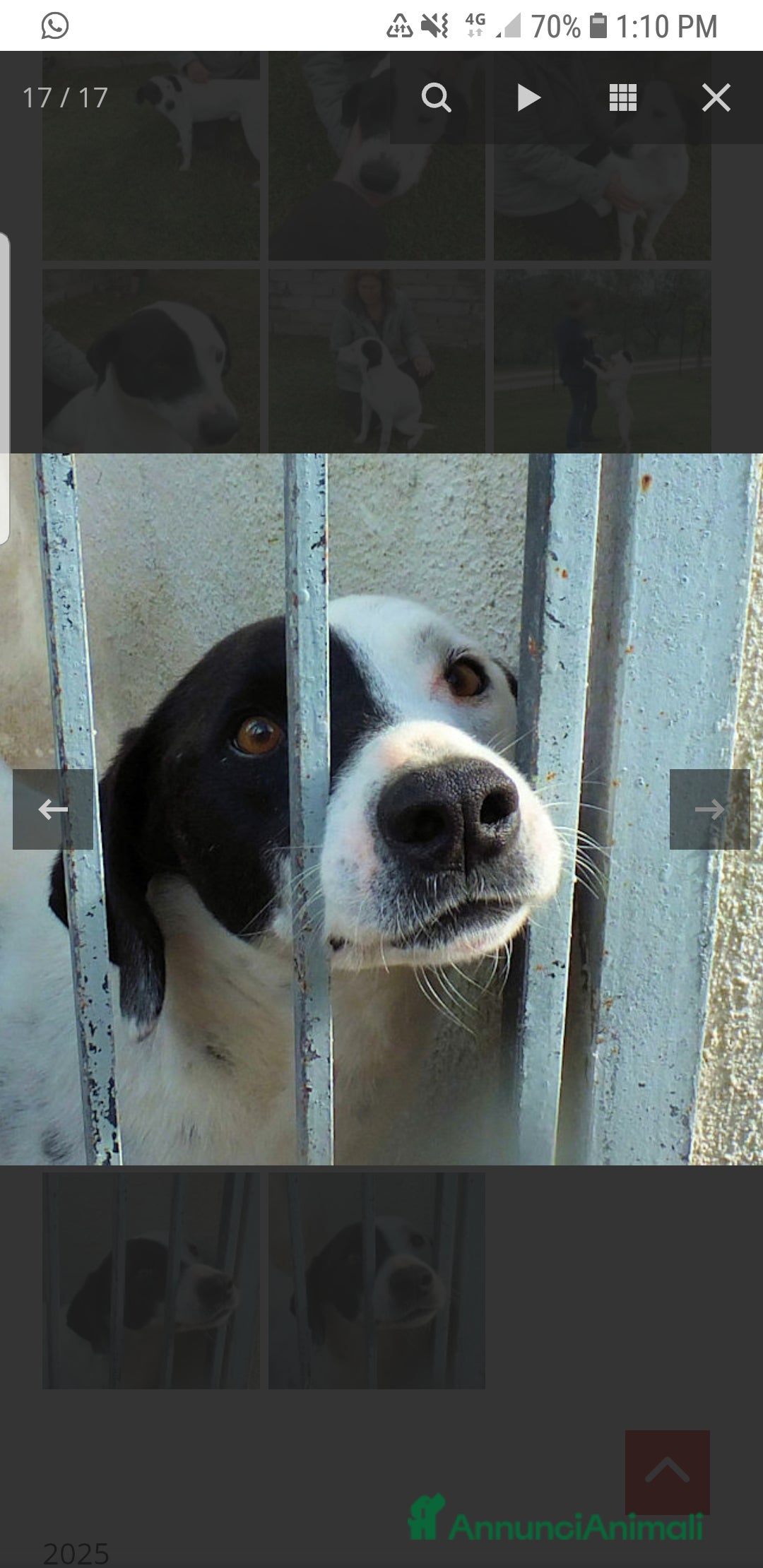 Meticcio cani in regalo: ADOZ.del cuore:, sguardo da cucciolo 6a in casa - Annuncio 5