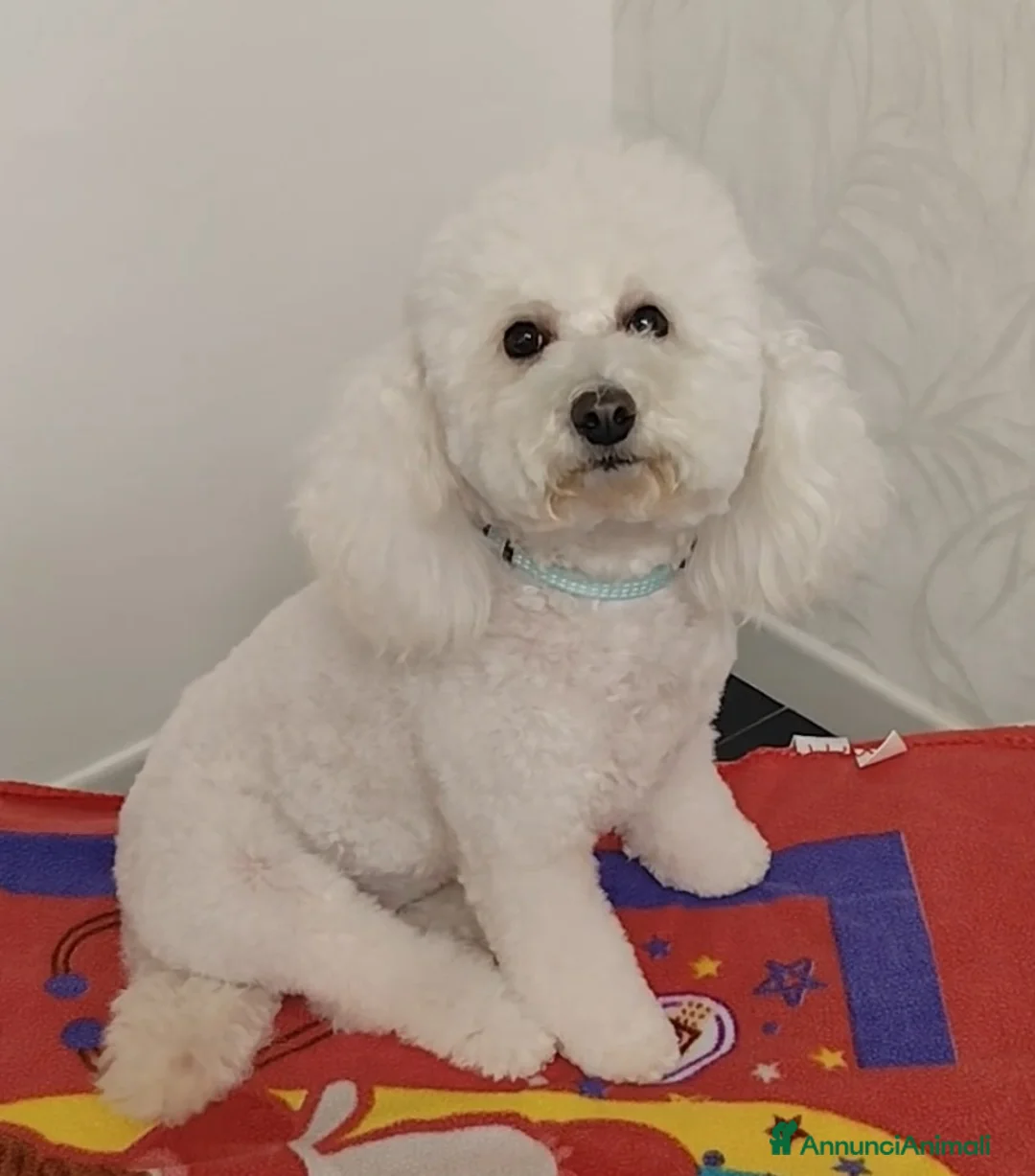 Barboncino cani in vendita: Barboncino  - Annuncio 8