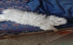 Persiano gatti in vendita: Gattino persiano  a Provincia di Lecce - Immagine 4