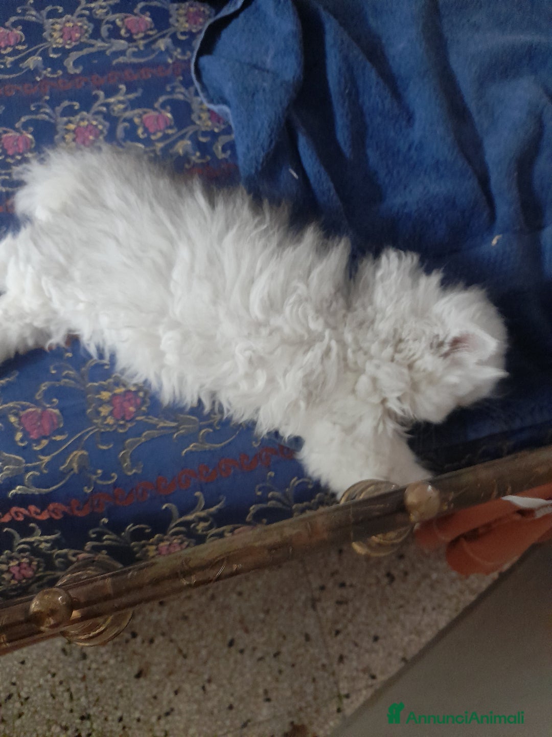 Persiano gatti in vendita: Gattino persiano  a Provincia di Lecce - Immagine 4