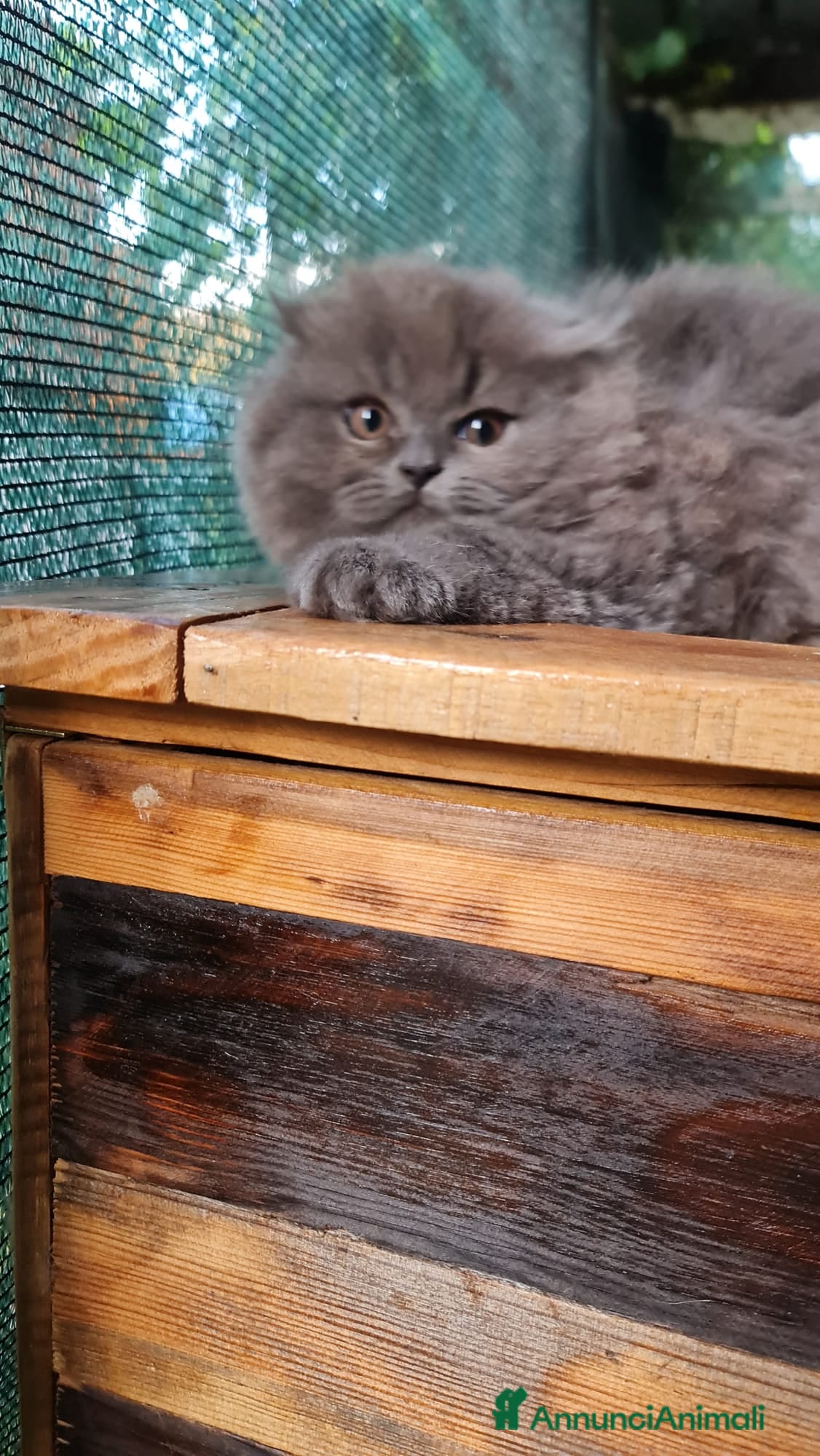 Scottish gatti Cucciola Scottish Fold - Annuncio 15