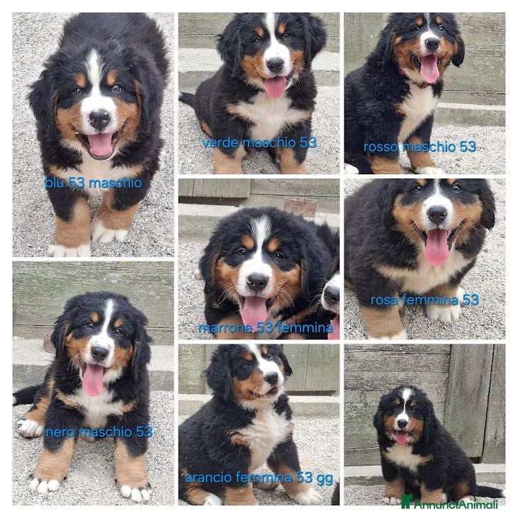 Bovaro del Bernese cani BOVARO DEL BERNESE CUCCIOLI CON PEDIGREE - Annuncio 2