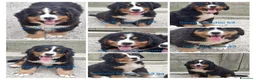 Bovaro del Bernese cani in vendita: BOVARO DEL BERNESE CUCCIOLI CON PEDIGREE - Annuncio 1