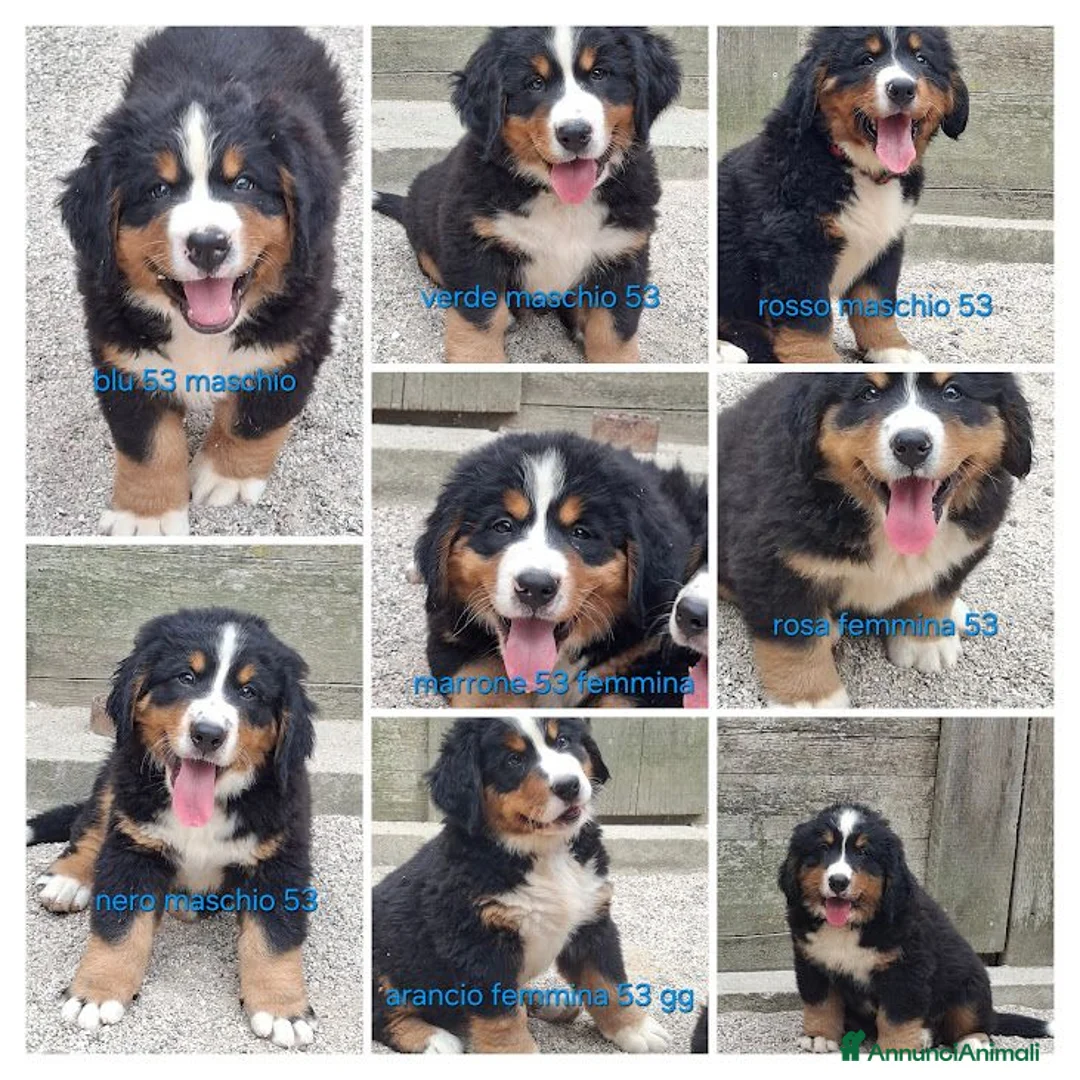 Bovaro del Bernese cani in vendita: BOVARO DEL BERNESE CUCCIOLI CON PEDIGREE - Annuncio 1