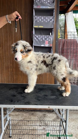 Australian Shepherd cani - Annuncio 10