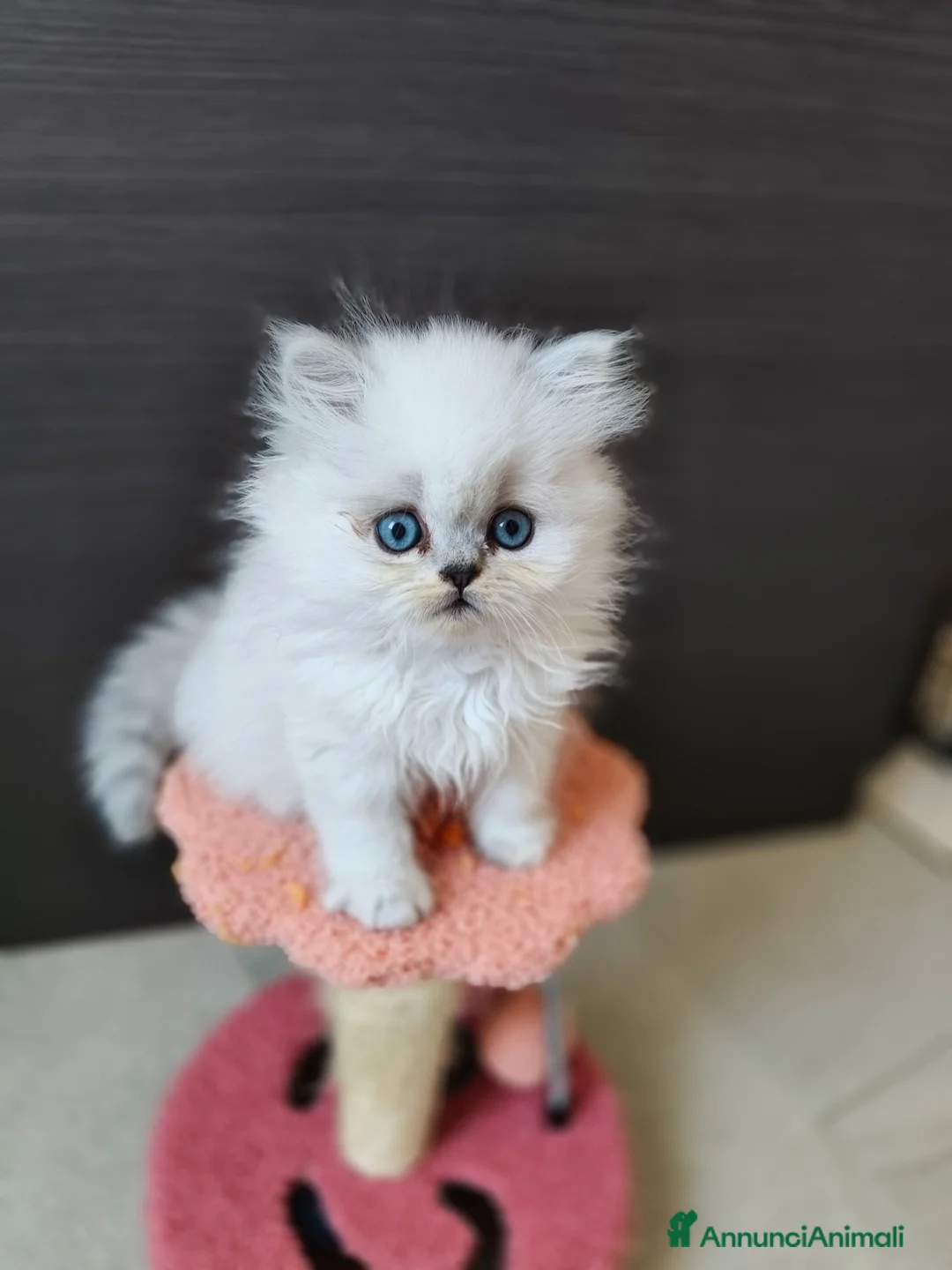 Persiano gatti in vendita: Cucciolata persiani Chinchilla  - Annuncio 2