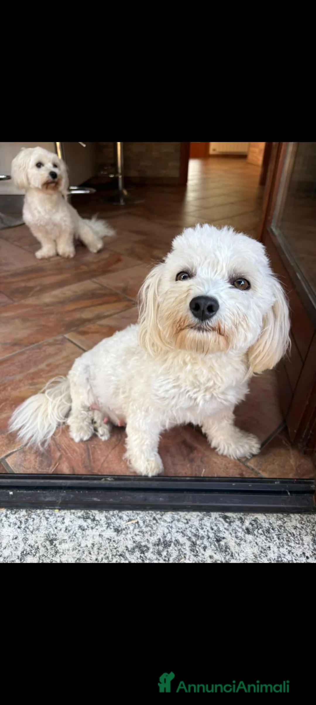 Maltese cani in vendita: Dolcissimi Cuccioli di Maltese  - Annuncio 1