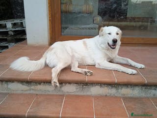 Pastore Maremmano cani Meravigliosa Marlene a Provincia di Viterbo - Annuncio 4