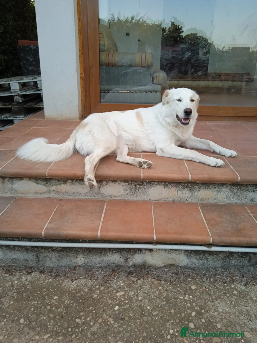 Pastore Maremmano cani in regalo: Meravigliosa Marlene  a Provincia di Viterbo - Annuncio 1