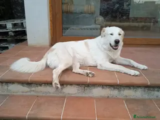 Pastore Maremmano cani Meravigliosa Marlene a Provincia di Viterbo - Annuncio 30