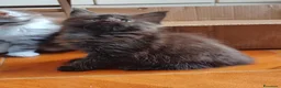 Maine Coon gatti in vendita: Meravigliose sorelline Maine Coon disponibili - Annuncio 4