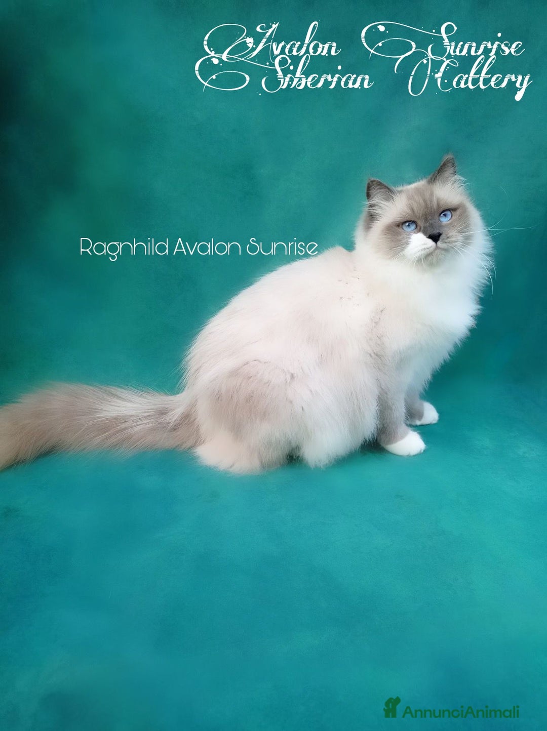 Immagine della galleria {{count}}