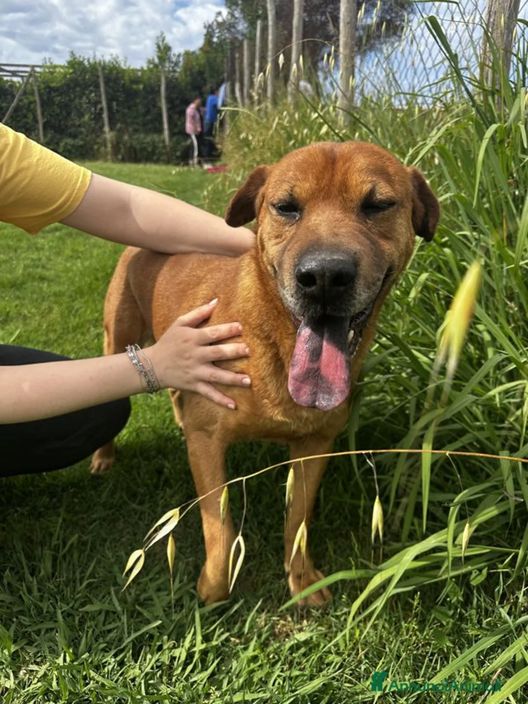 Meticcio cani in regalo: Frizzante e simpatico Orazio a Provincia di Latina - Annuncio 7