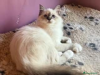 Sacro di Birmania gatti Cucciola gatto sacro di birmania - Annuncio 25