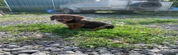 Alpenlaendische Dachsbracke cani in vendita: Cuccioli di Alpendische Dachsbracke - Annuncio 5