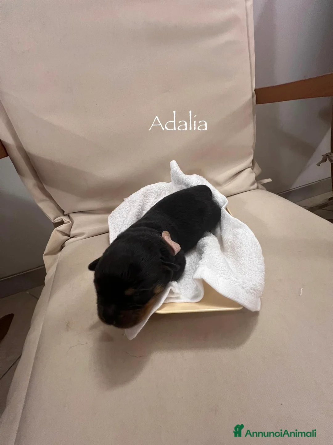 Rottweiler cani in vendita: Cuccioli Rottweiler con pedigree  - Annuncio 6