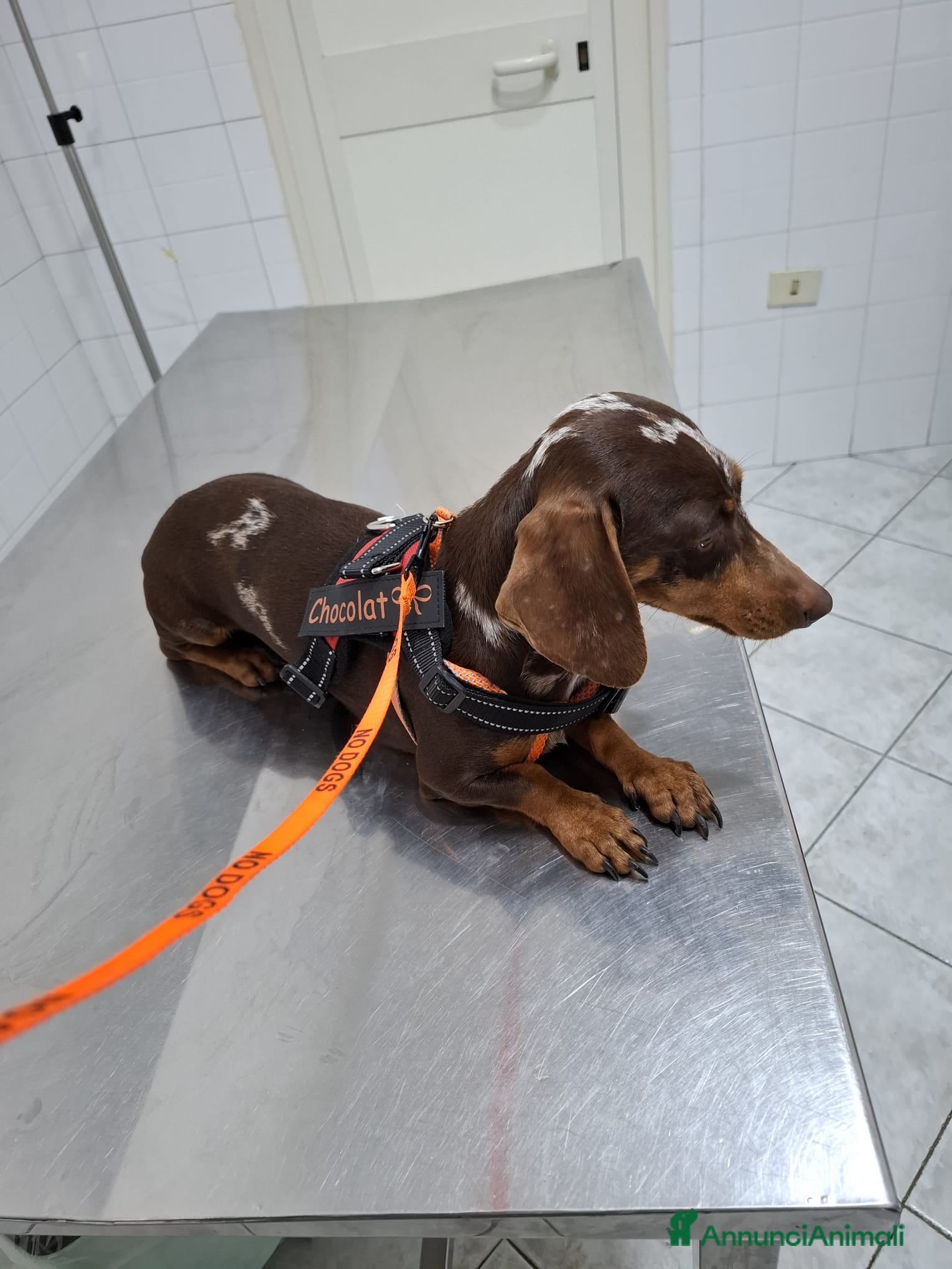 Bassotto cani Bassotti maschi - Annuncio 1