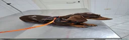 Bassotto cani in vendita: Bassotti maschi - Annuncio 1