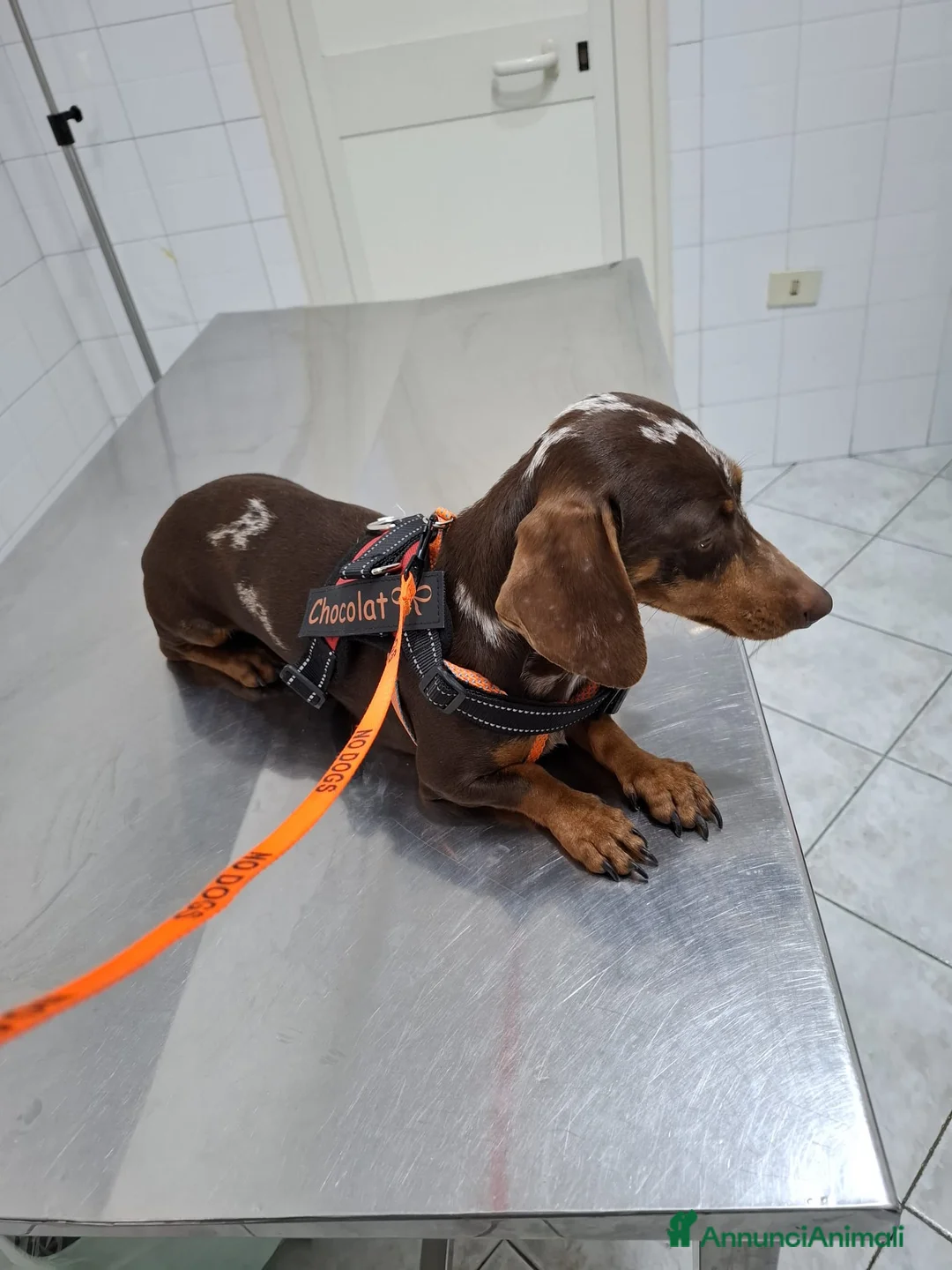 Bassotto cani in vendita: Bassotti maschi - Annuncio 1