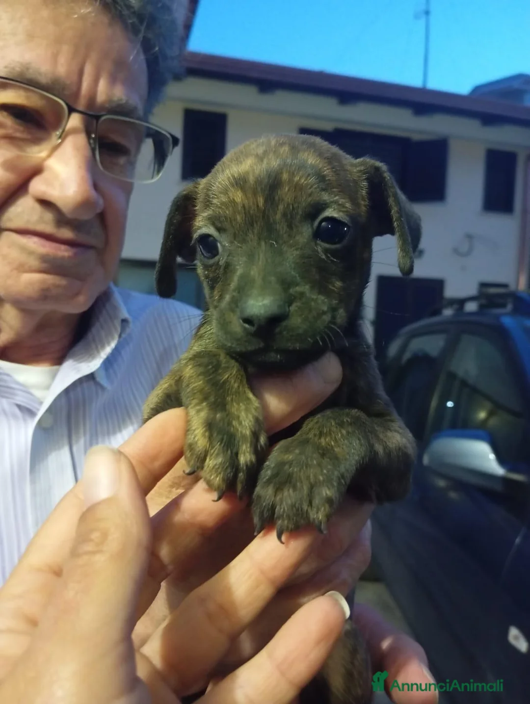Meticcio cani in regalo: Tigro, taglia piccola! (10kg) - Annuncio 2