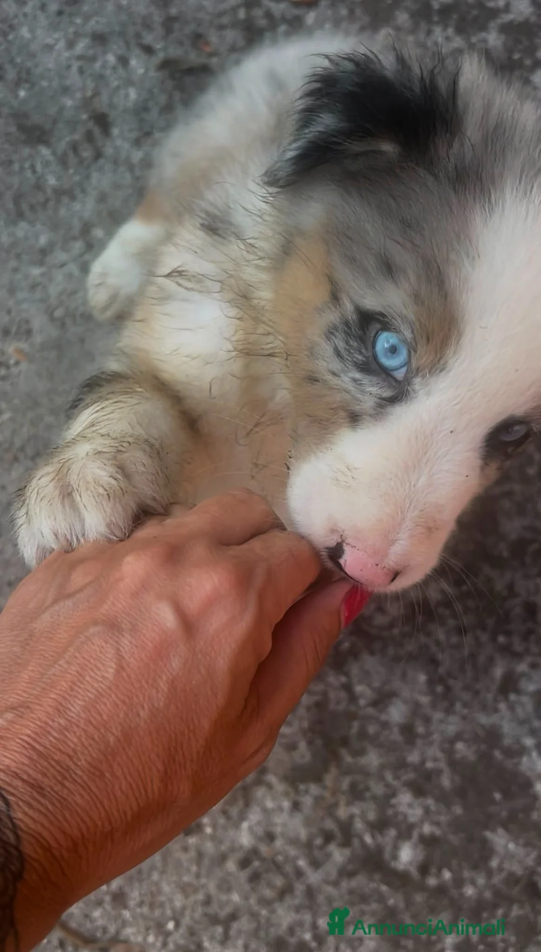 Australian Shepherd cani in vendita: Cuccioli Pastore australiano - Annuncio 2