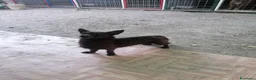 Chihuahua cani in regalo: Maya, Chihuahua/Pinscher Mix in canile a Rovigo - Annuncio 2