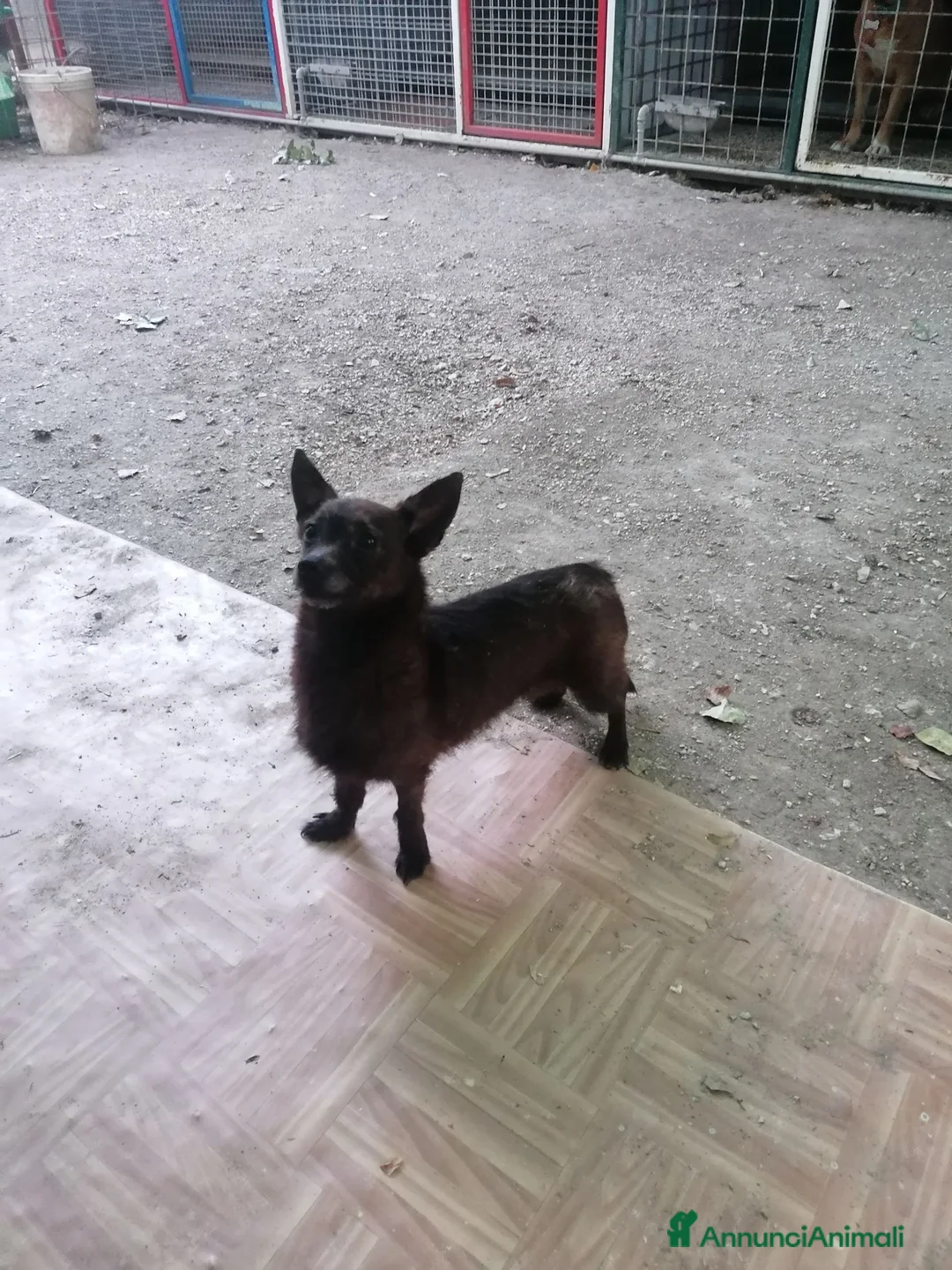 Chihuahua cani in regalo: Maya, Chihuahua/Pinscher Mix in canile a Rovigo - Annuncio 2