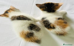 British gatti in vendita: 🐾 Cuccioli British Shorthair 🐾  a Provincia di Padova - Immagine 6