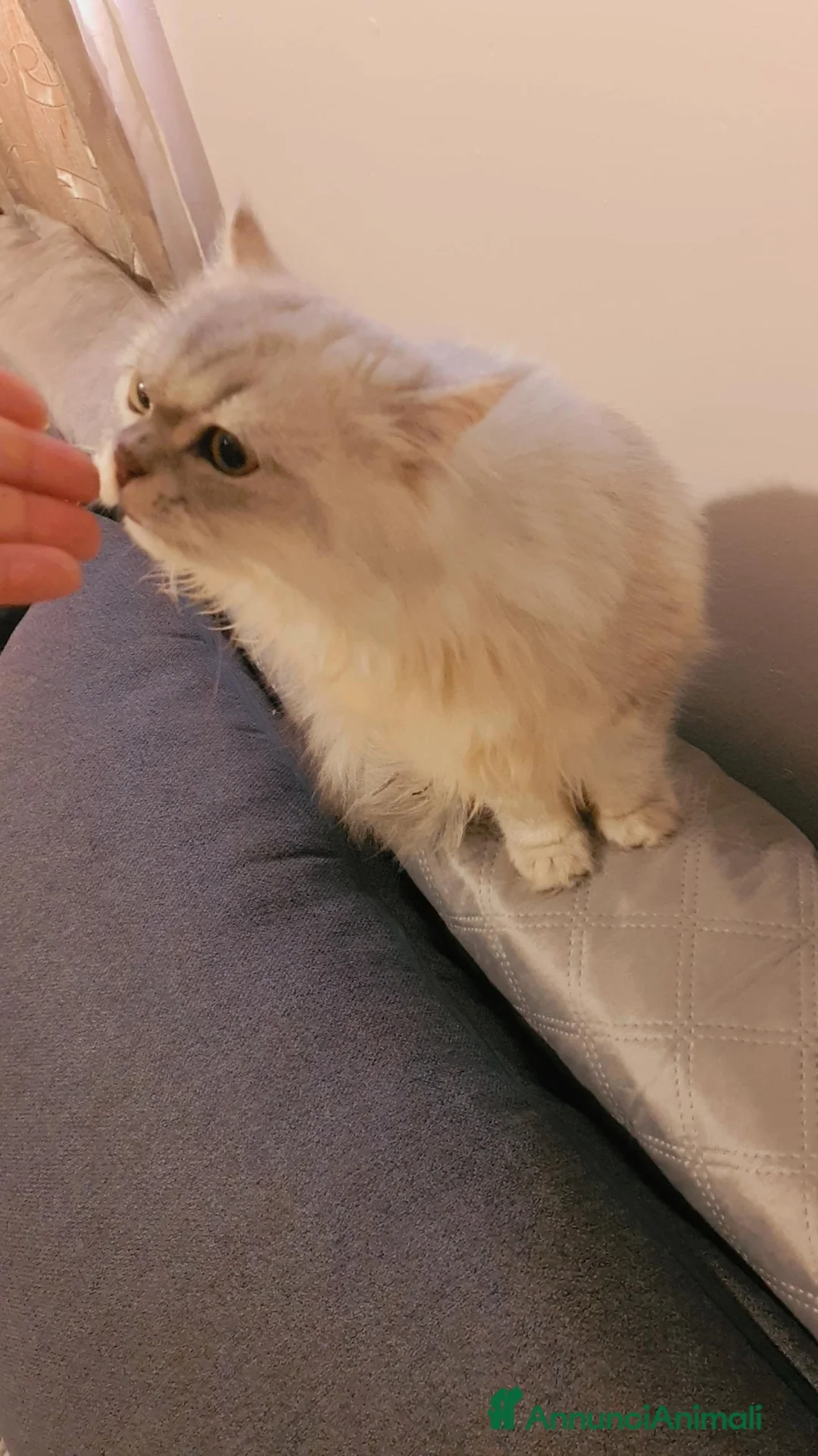 Scottish gatti in vendita: Cucciolo scottish straight  - Annuncio 6