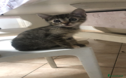 Meticcio gatti in regalo: Gattini piccoli  a Provincia di Reggio Emilia - Immagine 2