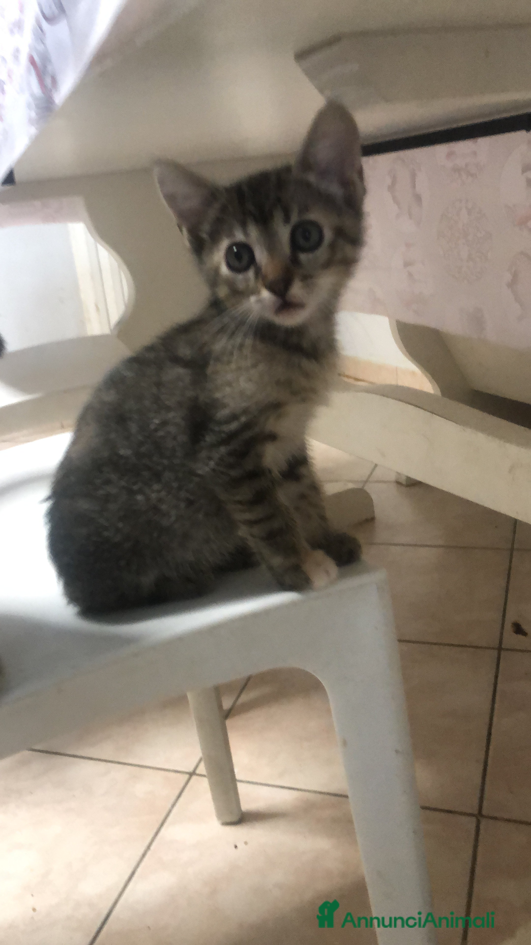 Meticcio gatti in regalo: Gattini piccoli  a Provincia di Reggio Emilia - Immagine 2