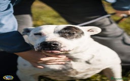 Meticcio cani in regalo: Magda, in canile da troppo tempo  a Città Metropolitana di Bari - Immagine 3