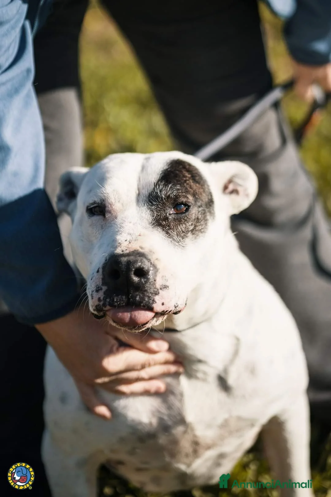 Meticcio cani in regalo: Magda, ci sarà pure qualcuno per te!!! a Città Metropolitana di Bari - Annuncio 3