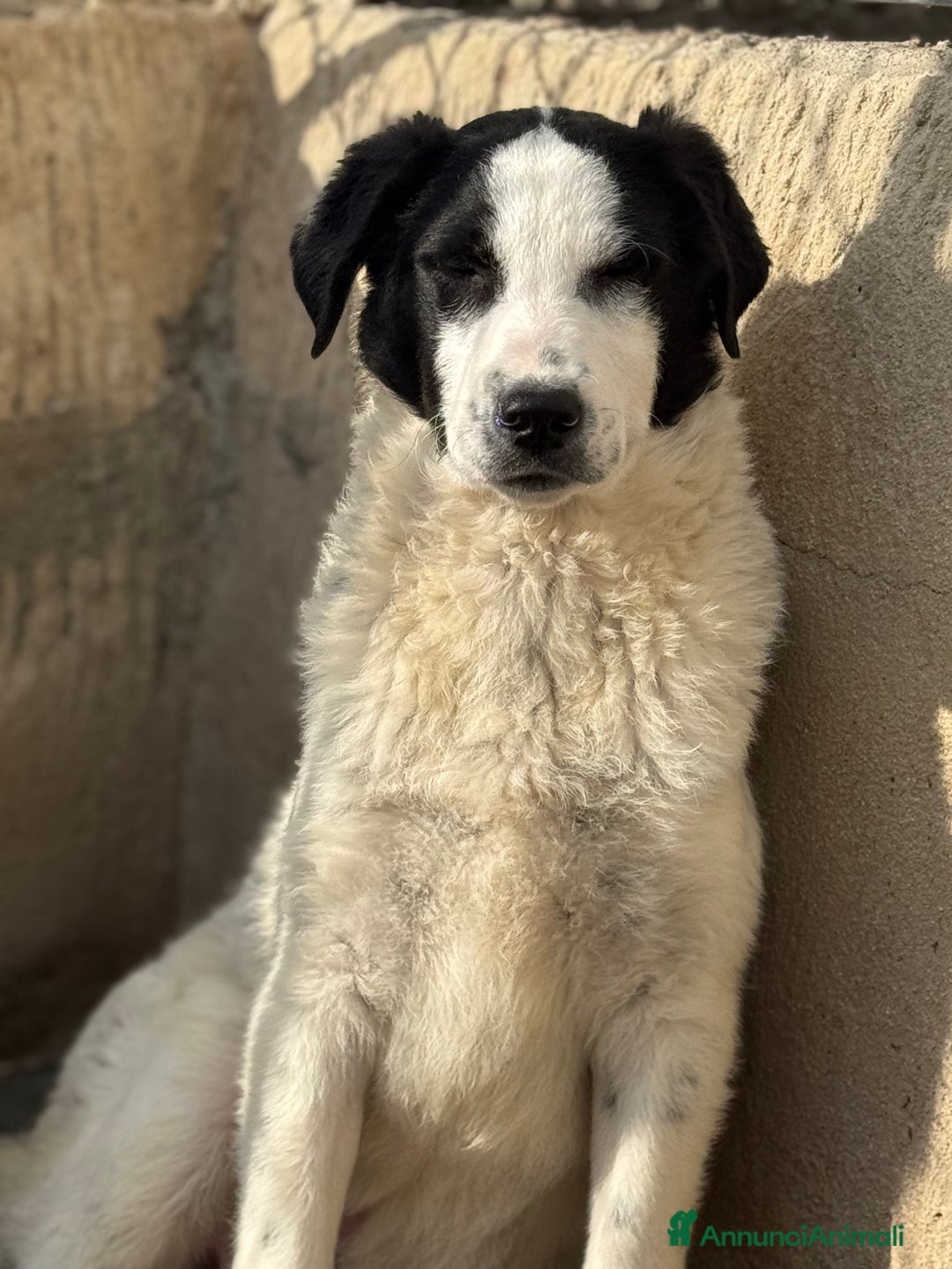 Meticcio cani in regalo: Oreo dolce cucciolo taglia media in canile - Annuncio 3